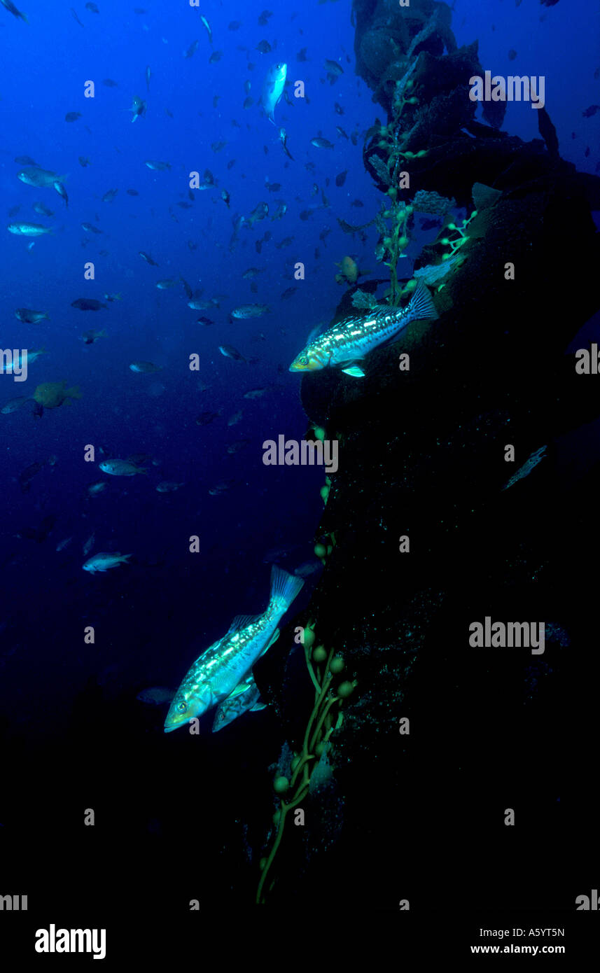 Kelpwald in Kalifornien Kanalinseln Stockfoto