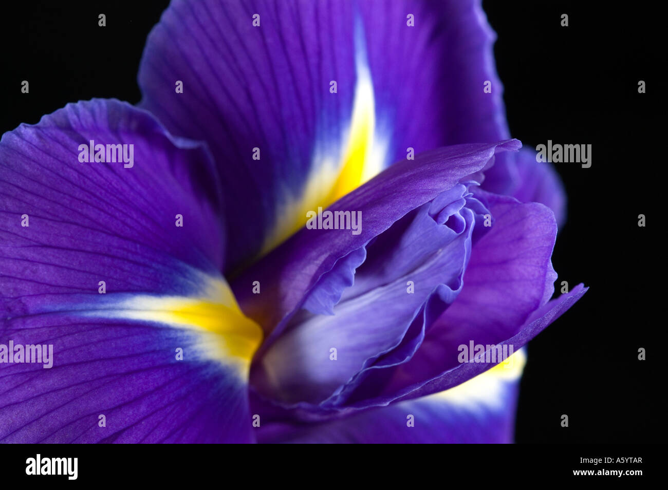 Lila und gelbe blume Ausgeschnittene Stockfotos und -bilder - Alamy