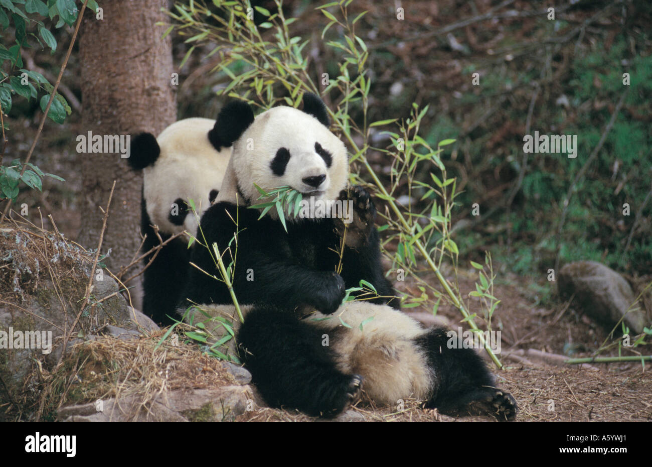 Zwei große Panda (Ailuropoda Melanoleuca) ruhen im Wald, Naturschutzgebiet Wolong, Provinz Sichuan, China Stockfoto