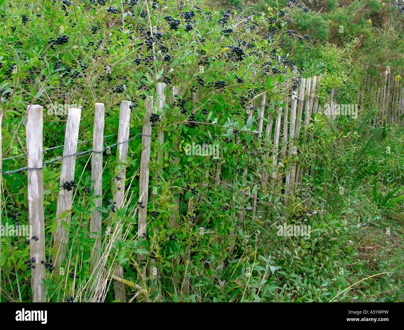 ligustrum vulgare preis Gemeiner Liguster (Ligustrum vulgare) | 40-60 cm im Topf main image 0