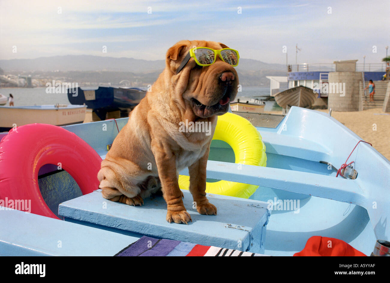 FUN HUND URLAUB SONNENBRILLE BEACH BOAT Hund tragen Sonnenbrillen stellt für Spaß in bunten Fischen Boot am Strand im Urlaub Stockfoto
