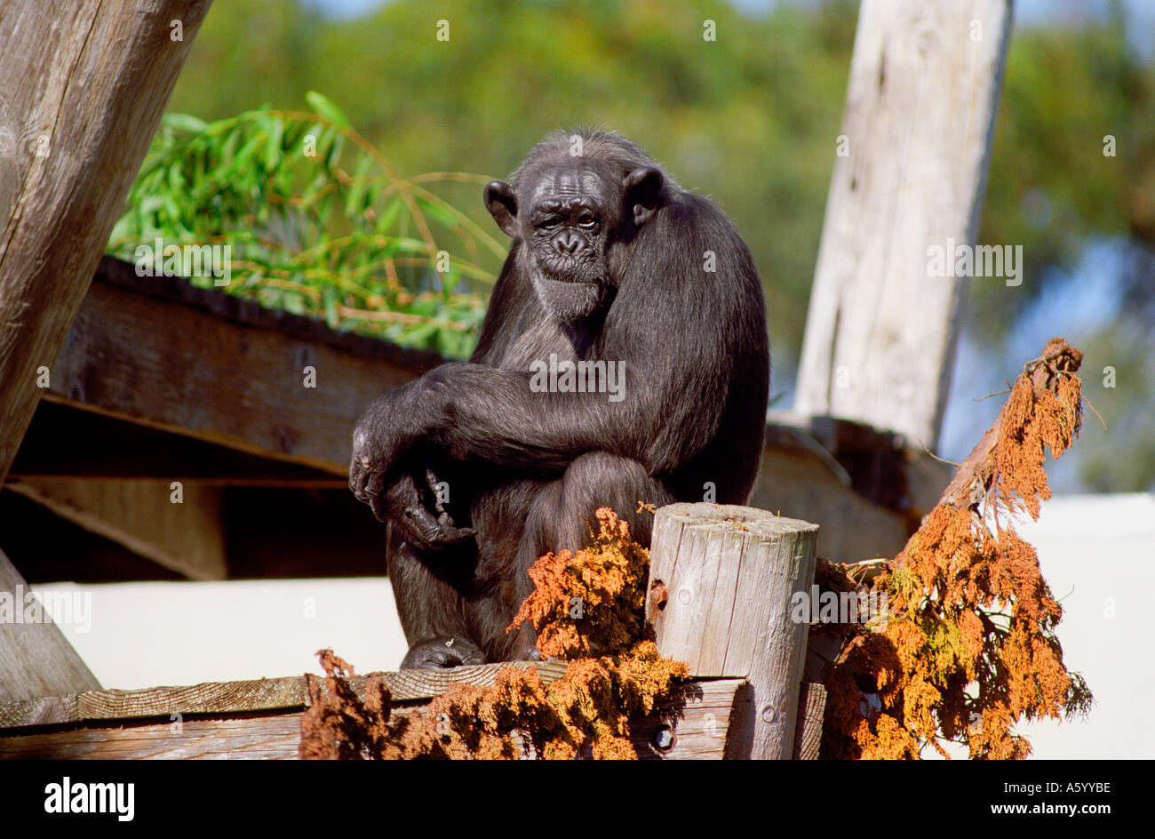 Schimpanse Affe mit spöttischer Ausdruck in San Francisco Zoo Kalifornien USA sitzen Stockfoto