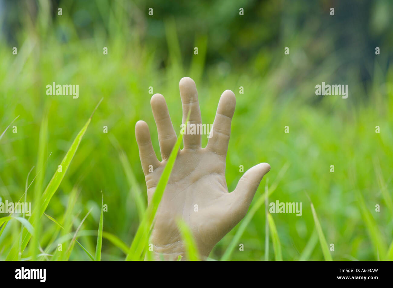 menschliche Hand in hohe Gräser Stockfoto