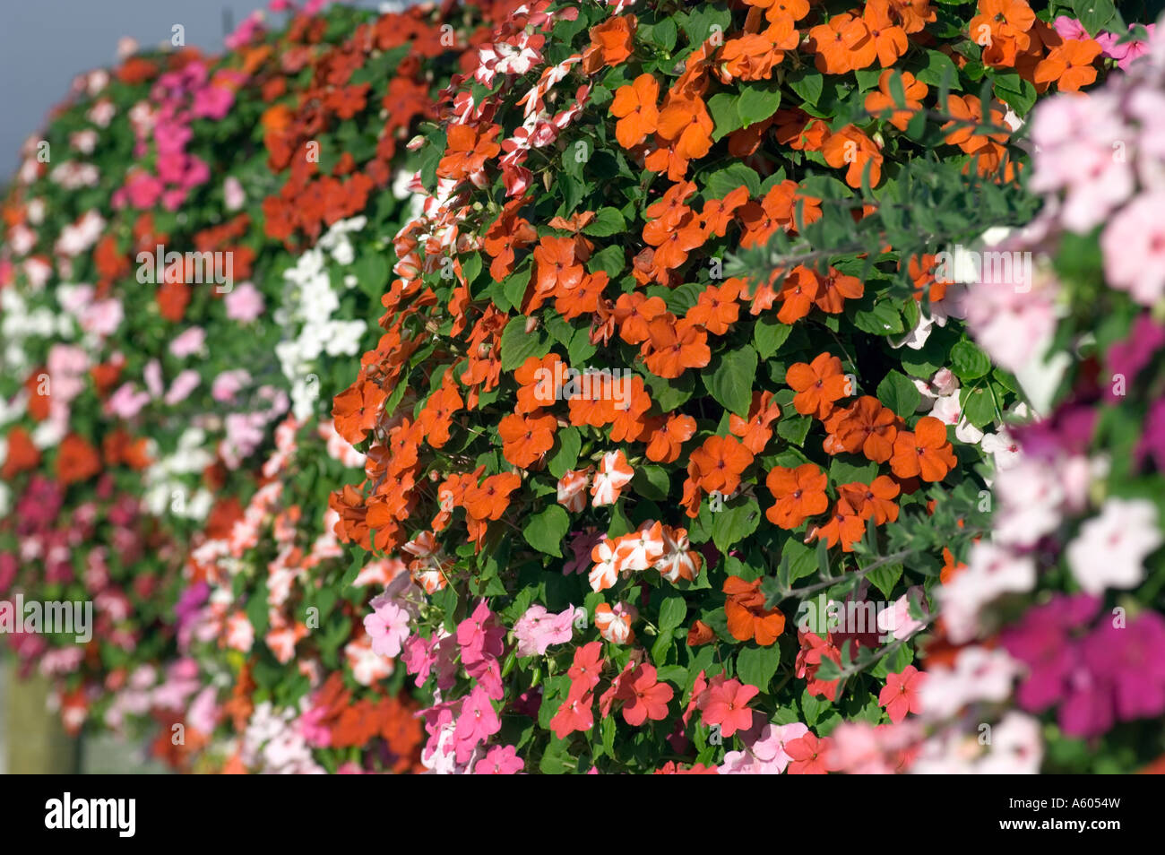 Cluster von bunten Blumen bunt Stockfoto