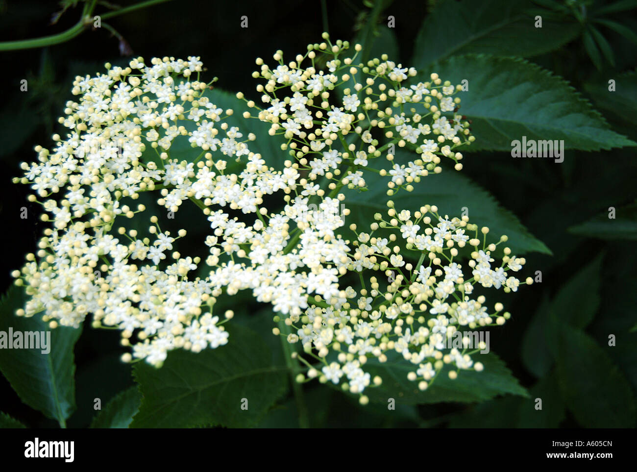 Holunderblüten Stockfoto