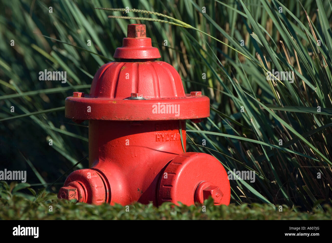 überwuchert behindert Hydranten rote Notversorgung mit Trinkwasser Anschluß Stockfoto