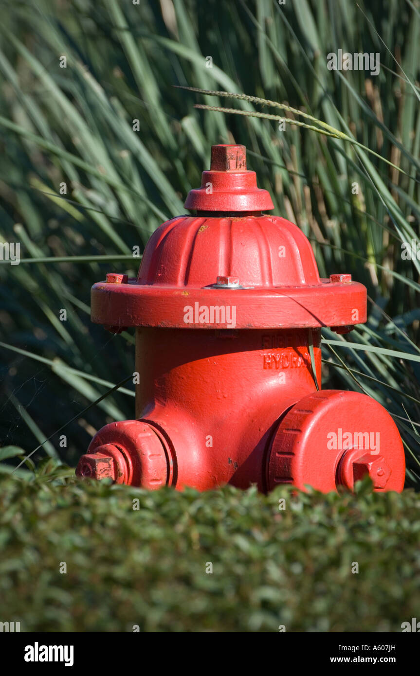 überwuchert behindert Hydranten rote Notversorgung mit Trinkwasser Anschluß Stockfoto