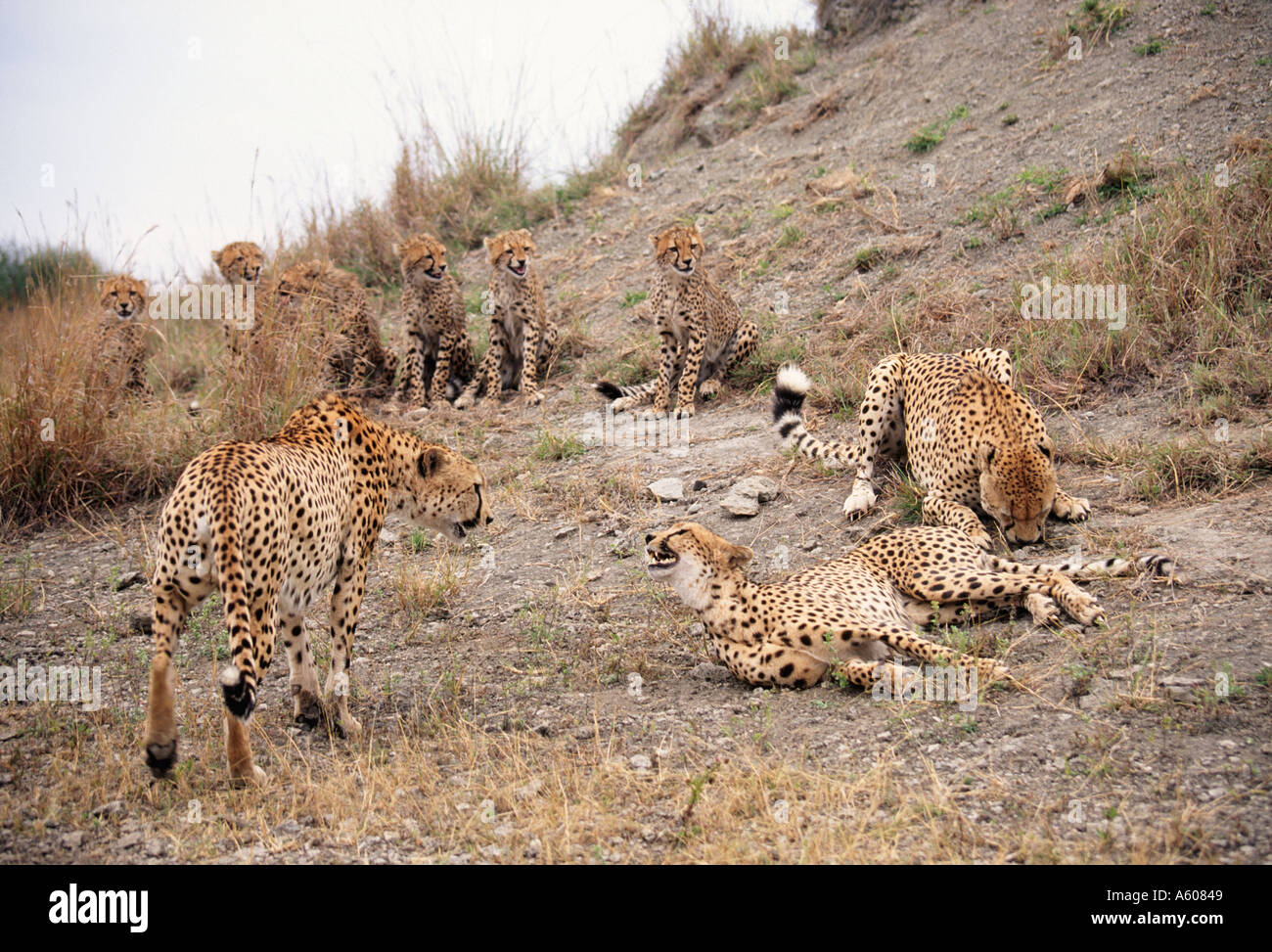 Gepard Acinonyx Jubatus Erwachsenfrau und sechs jungen von zwei erwachsenen Männern gefangen gehalten, zu überprüfen, ob sie in Brunst Athi Riv ist Stockfoto