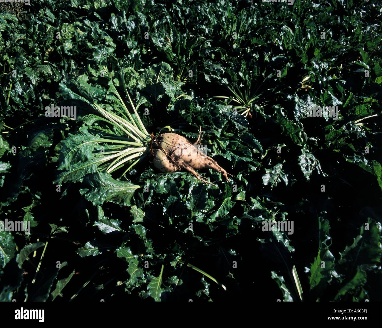 Zuckerrüben-Wurzel und Pflanzen Norfolk England Großbritannien Stockfoto