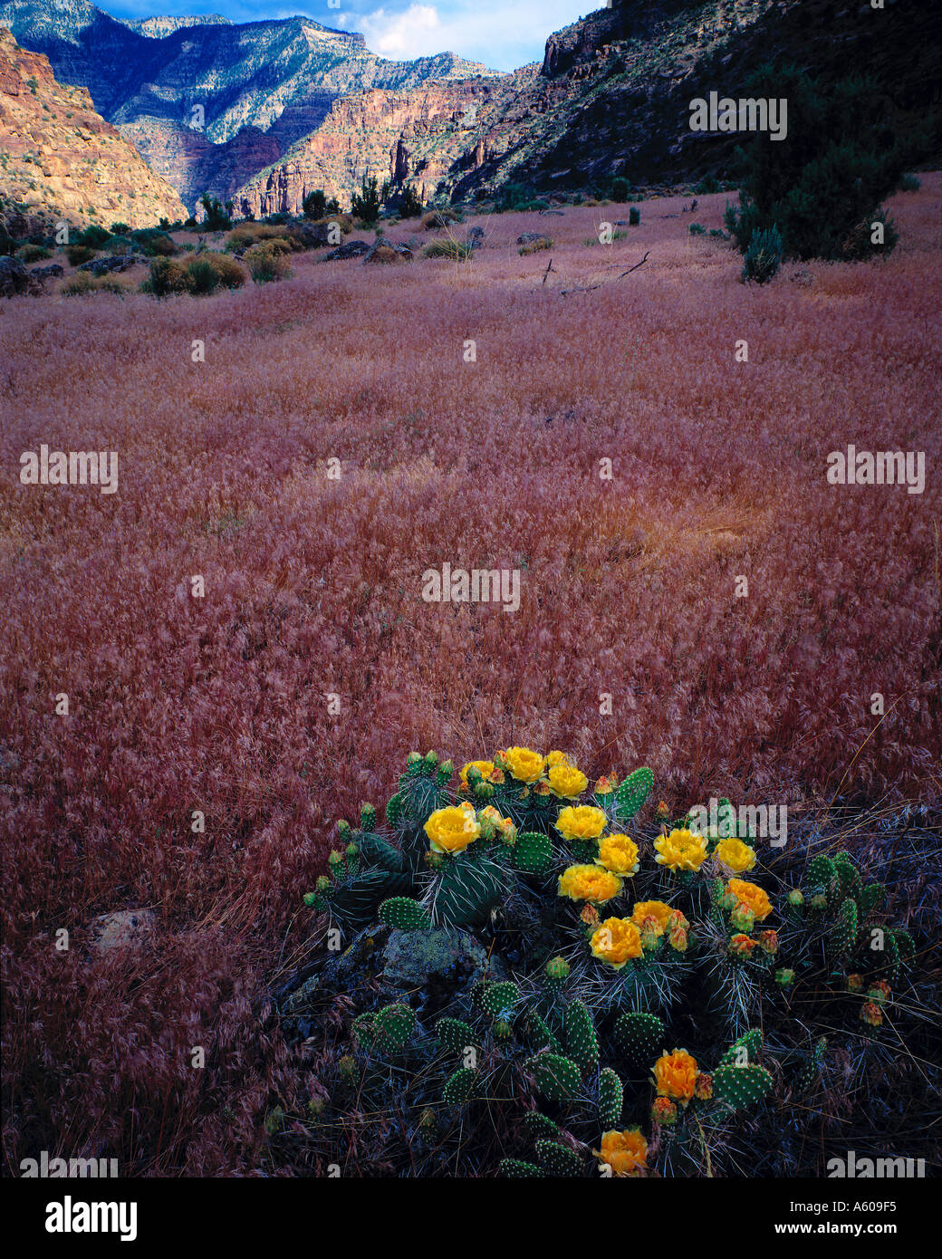 Stachelige Birne blüht Desolation Canyon Wilderness Study Area Utah Stockfoto