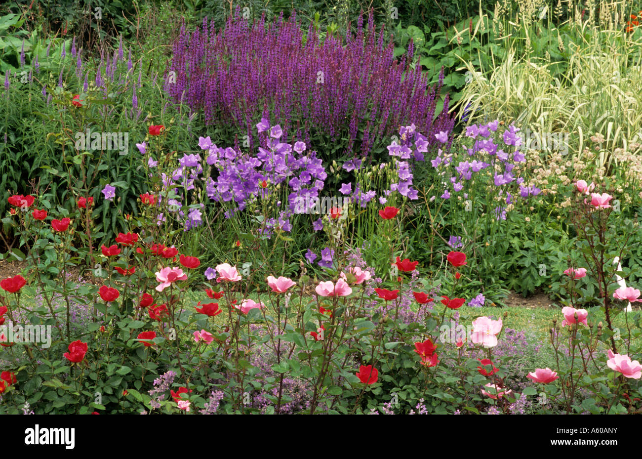 Juni Grenze Campanula Persicifolia Telham Beauty 4 Stockfoto
