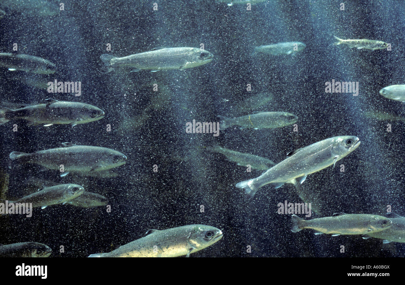 Lachs Jungfische Babyschwimmen Lachs bis zum Ozean Stockfoto