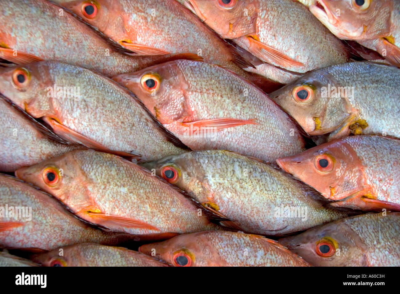 Anzeige der Fisch auf einem Markt in Papeete auf der Insel Tahiti Stockfoto