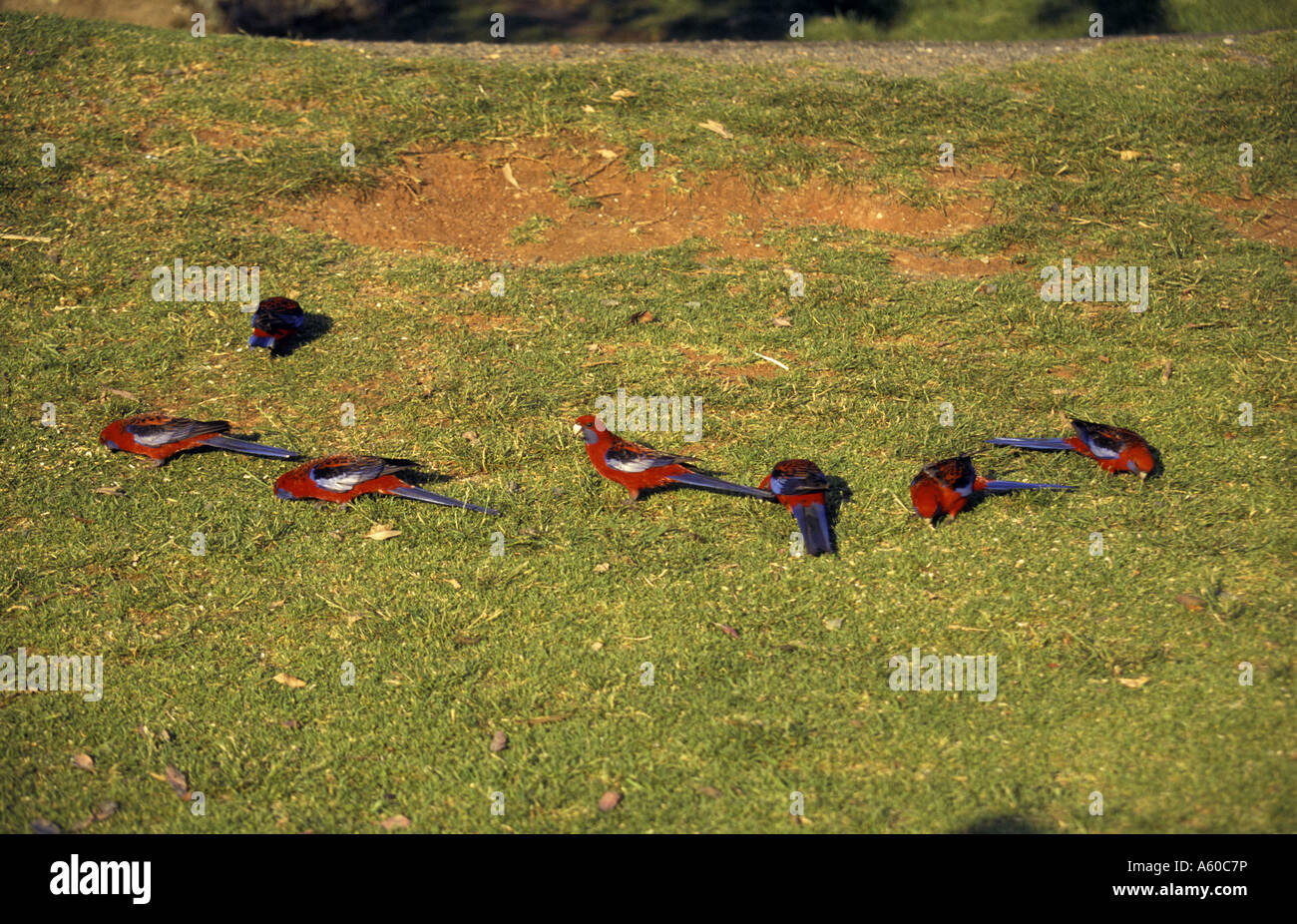 Crimson Rosella Platycercus Elegans Herde Fütterung auf Erden Lamington Nat Pk Australien Stockfoto
