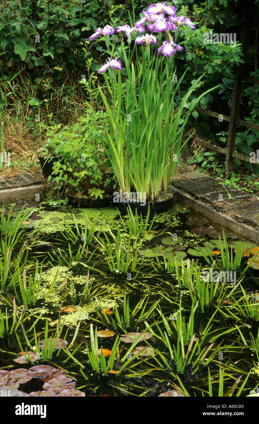 53+ Teich Iris, Die wasserlilie treibt aus ihrem dicken,