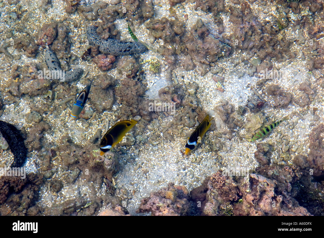 Unterwasser-Blick von Korallen und tropischen Fischen in der Lagune auf der Insel Moorea Stockfoto