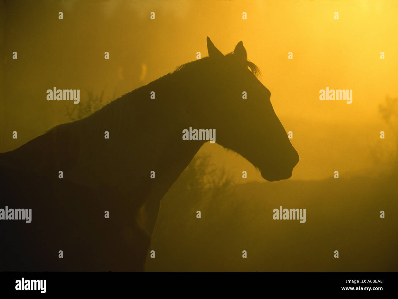 Pferd bei Sonnenuntergang, Oregon Stockfoto