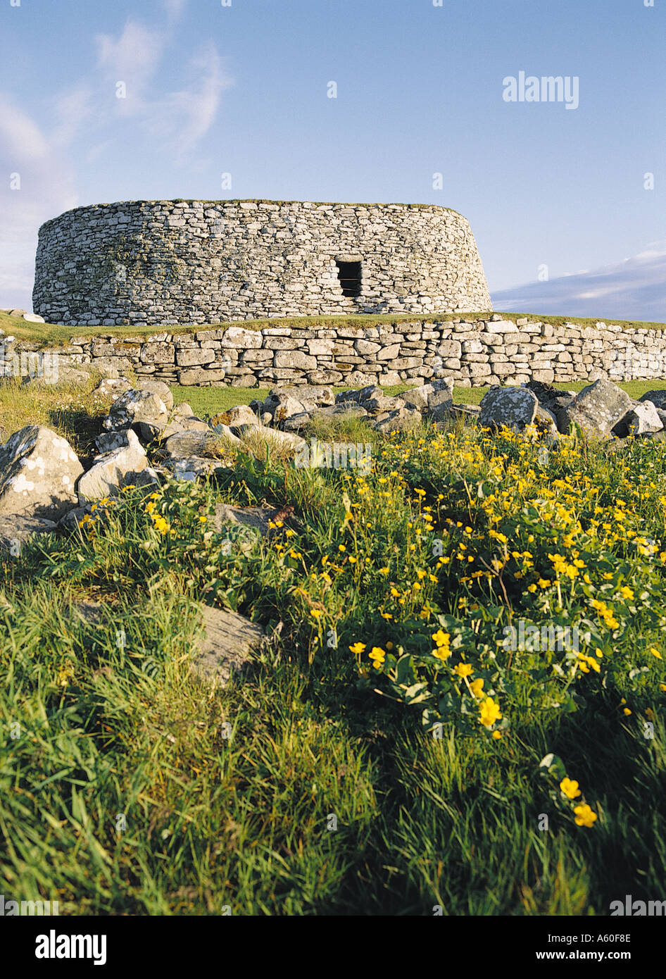 dh CLICKIMIN BROCH SHETLAND Marsh Marigolds auf der Bank Iron Age broch defensive Befestigung Tower Defense Stockfoto
