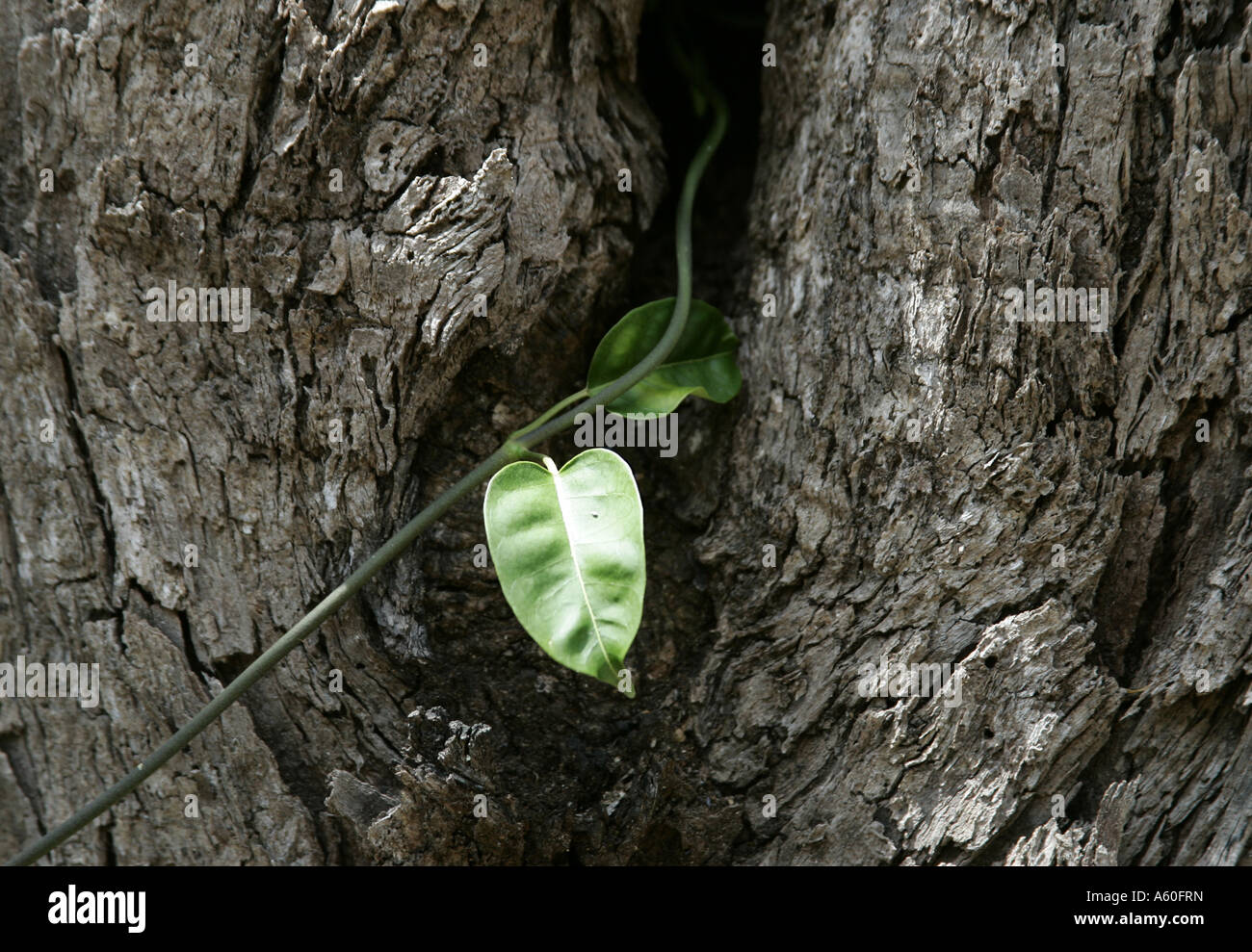 Licht auffällig Blatt des kriechenden Efeu an einem Baumstamm. Stockfoto
