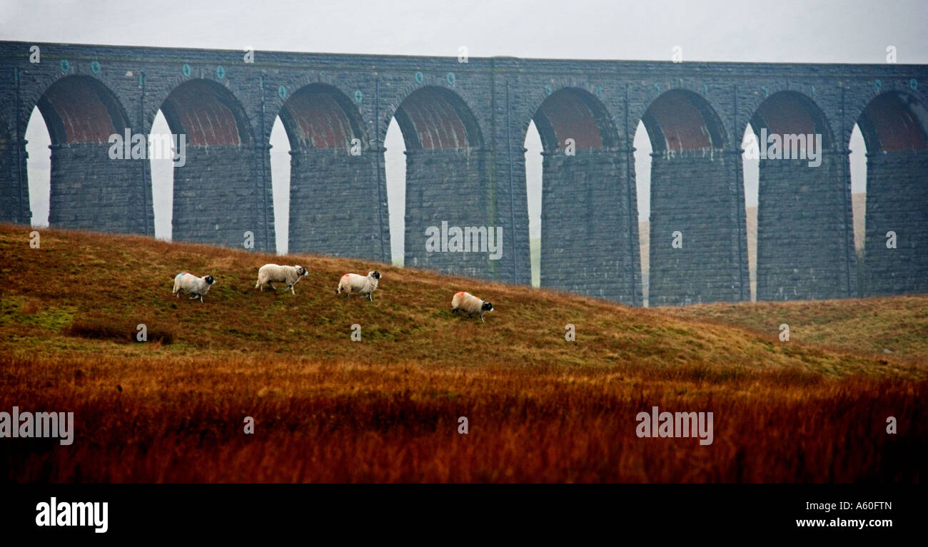 Ribble-Viadukt. Yorkshire. Stockfoto