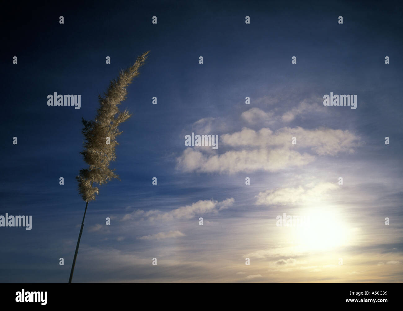 Toetoe Pampasgrass in Neuseeland Stockfoto