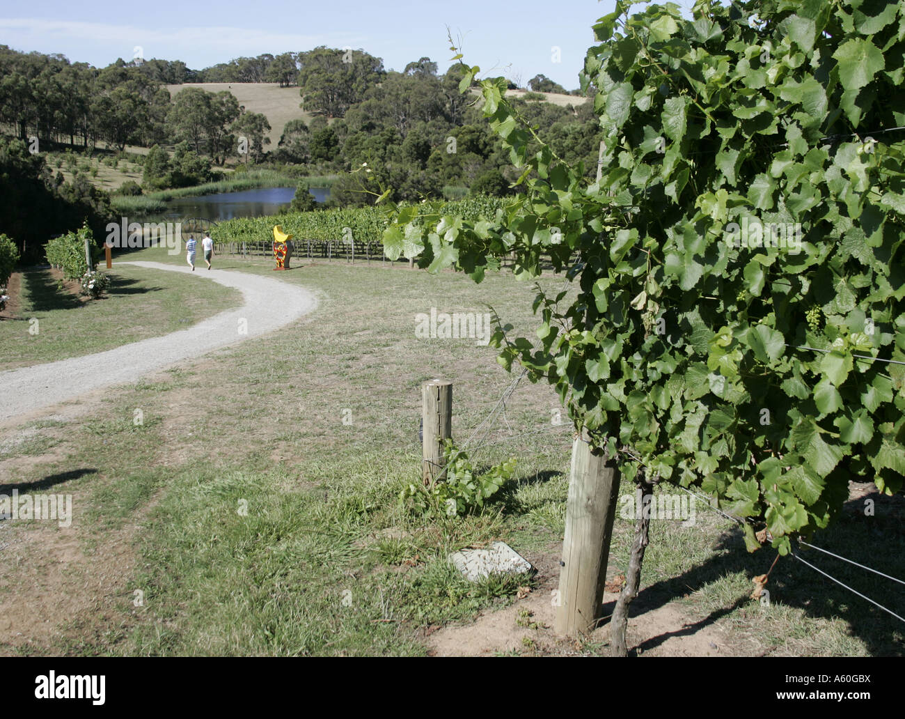 Montalto Weinberg in Red Hill South, Victoria, Australien. Stockfoto