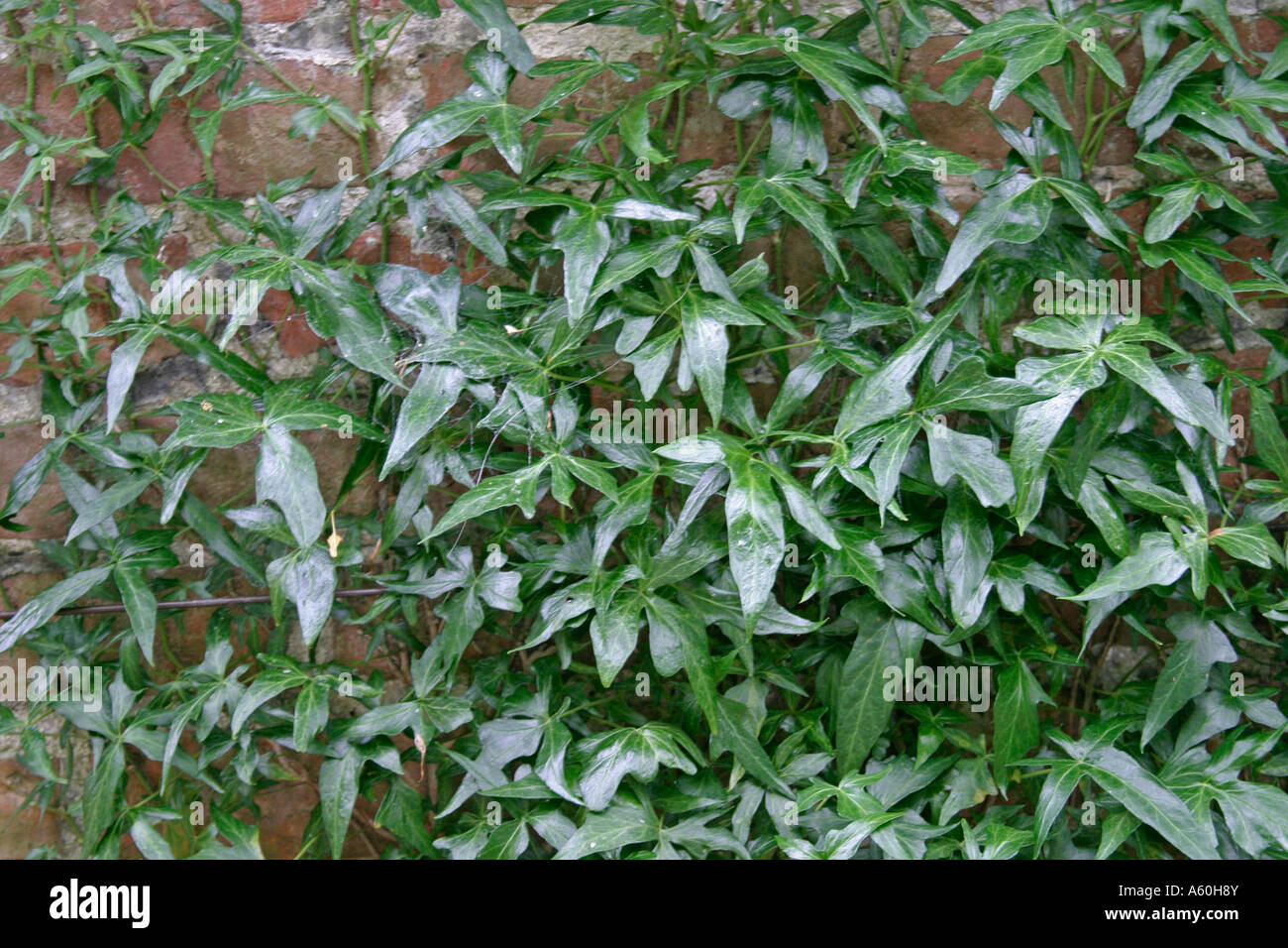 Mauer efeu -Fotos und -Bildmaterial in hoher Auflsung  Alamy