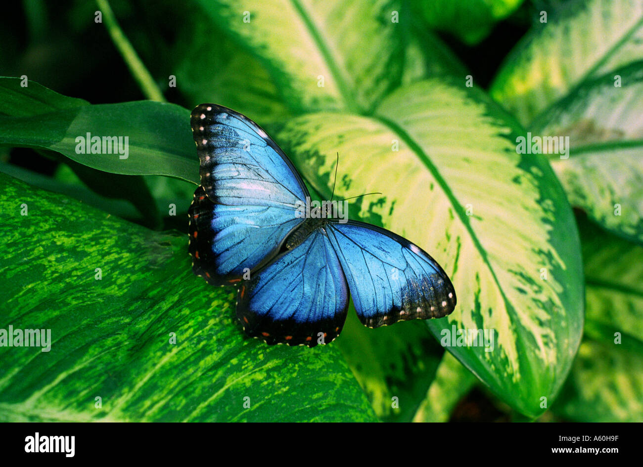 Blauer Schmetterling morpho auf Blatt in exotischen tropischen Lage Stockfoto