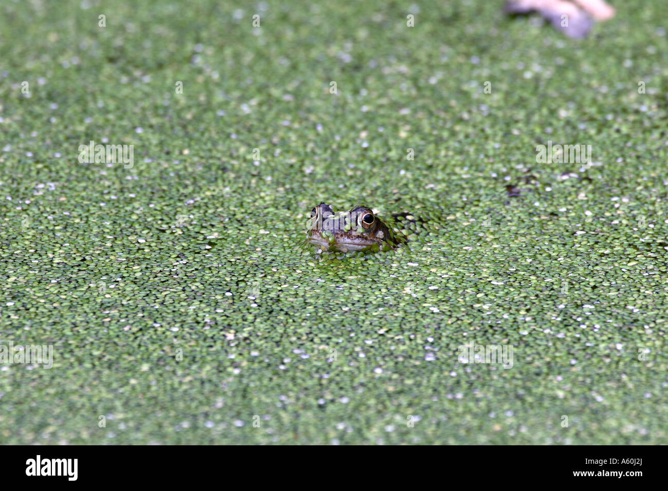 Grasfrosch (Rana Temporia) Blick durch Wasserlinse Stockfoto