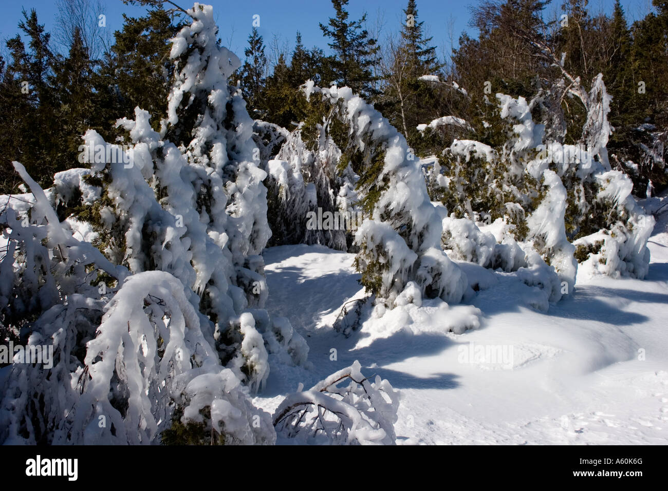 Eis auf Pinien Georgian Bay Ontario Kanada Stockfoto