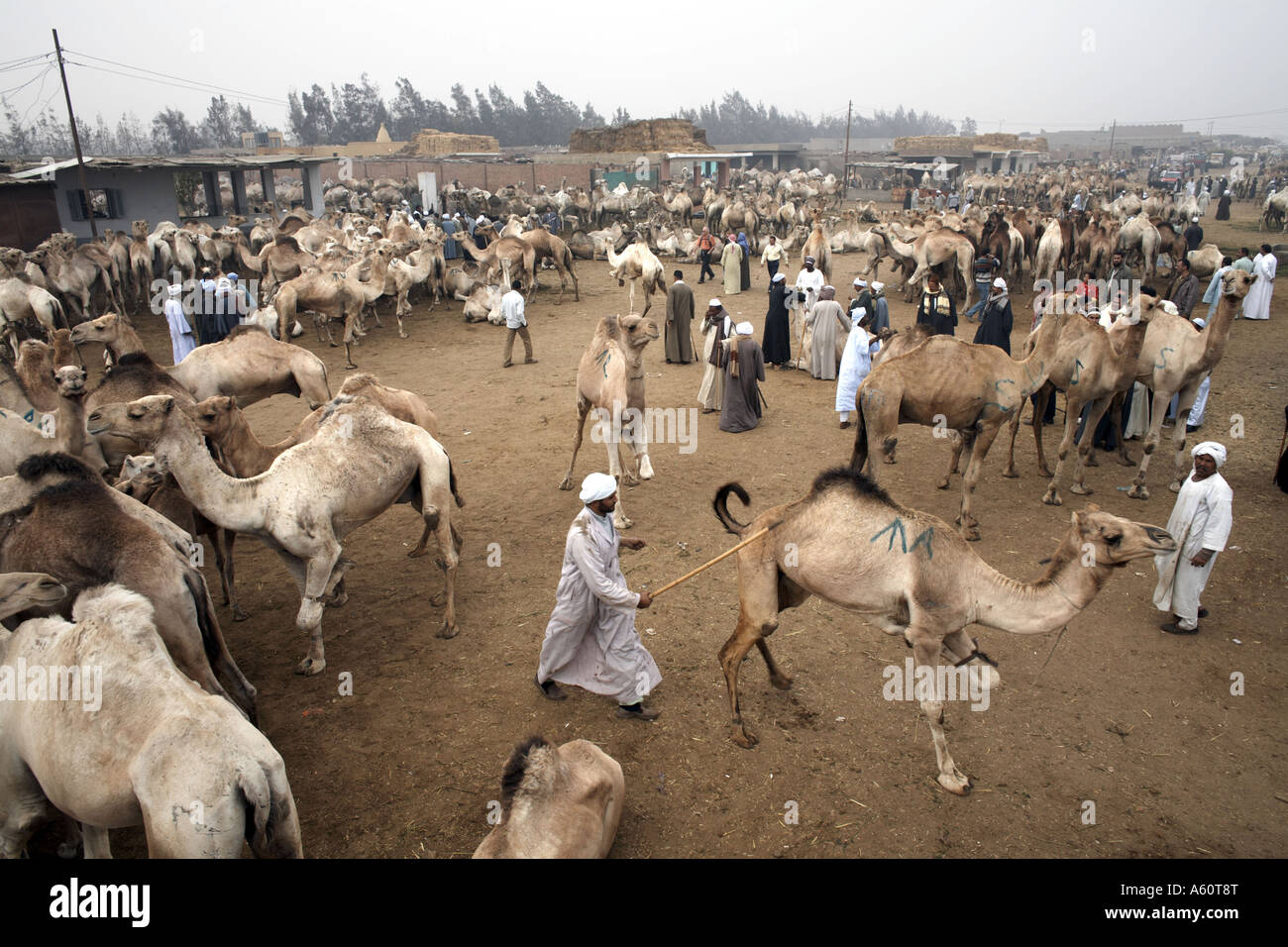 Birqash Kamel Markt, Ägypten Stockfoto