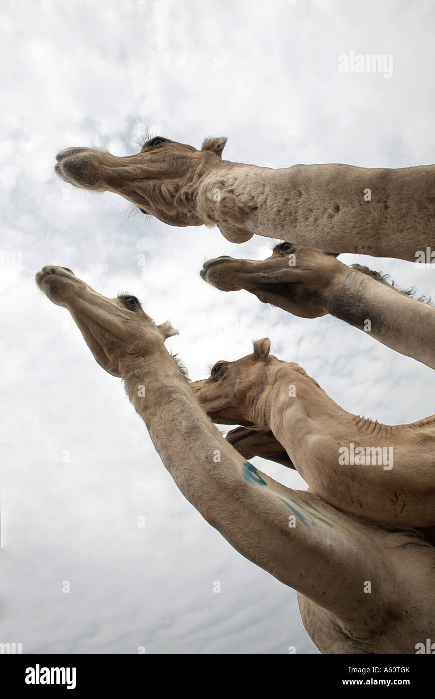 Kamele, Ägypten, Afrika Stockfoto