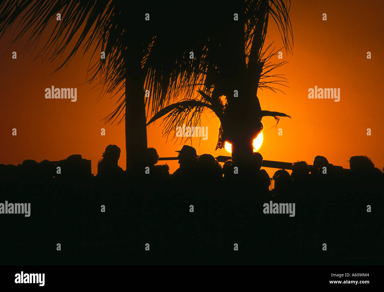 Menschen in der Nähe von Palmen am Strand bei Sonnenuntergang, Key West, Florida, USA Stockfoto