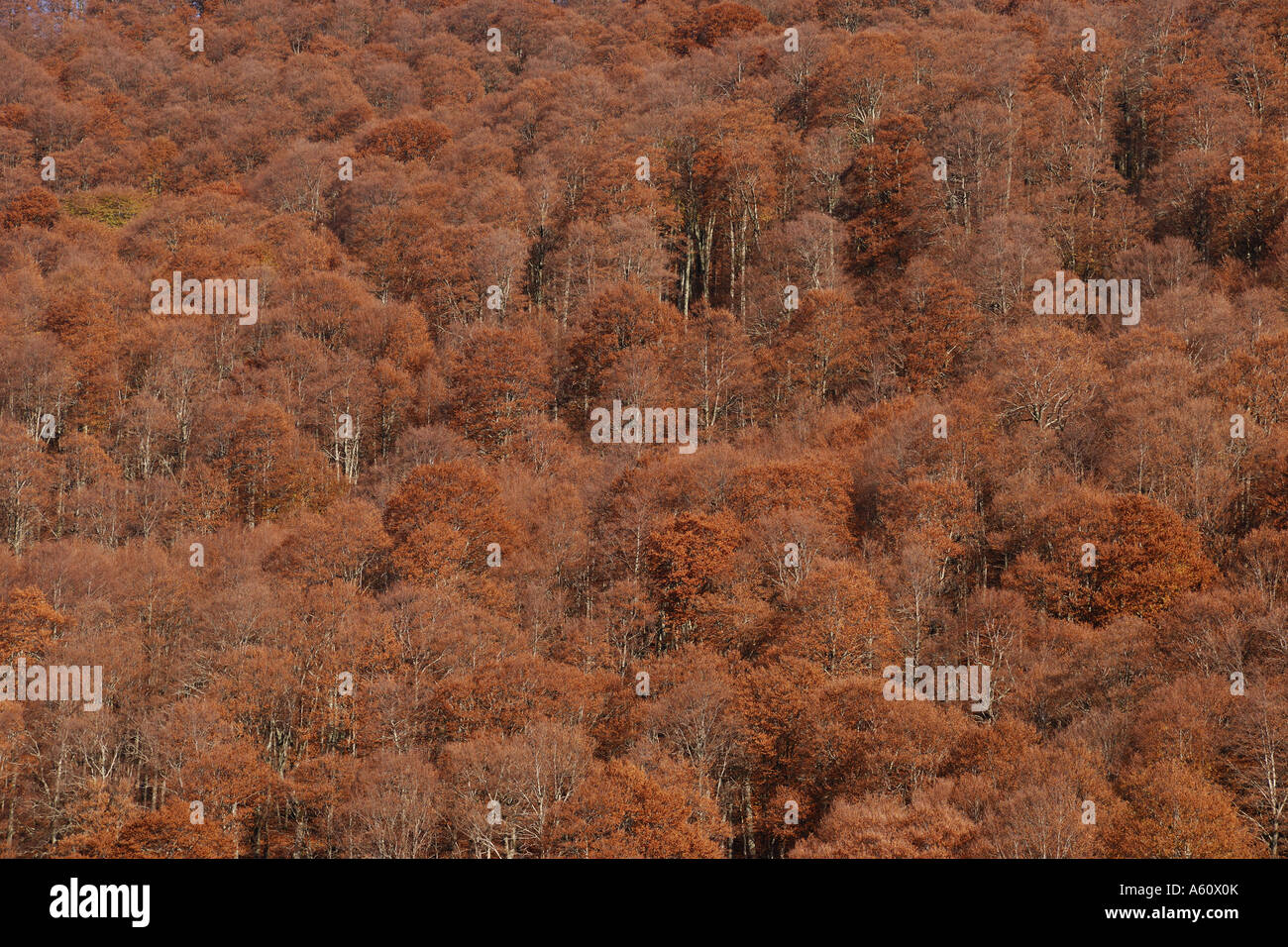 Rotbuche (Fagus Sylvatica), Buche Bäume im Nationalpark, Italien, Abruzzen Abruzzen NP Stockfoto