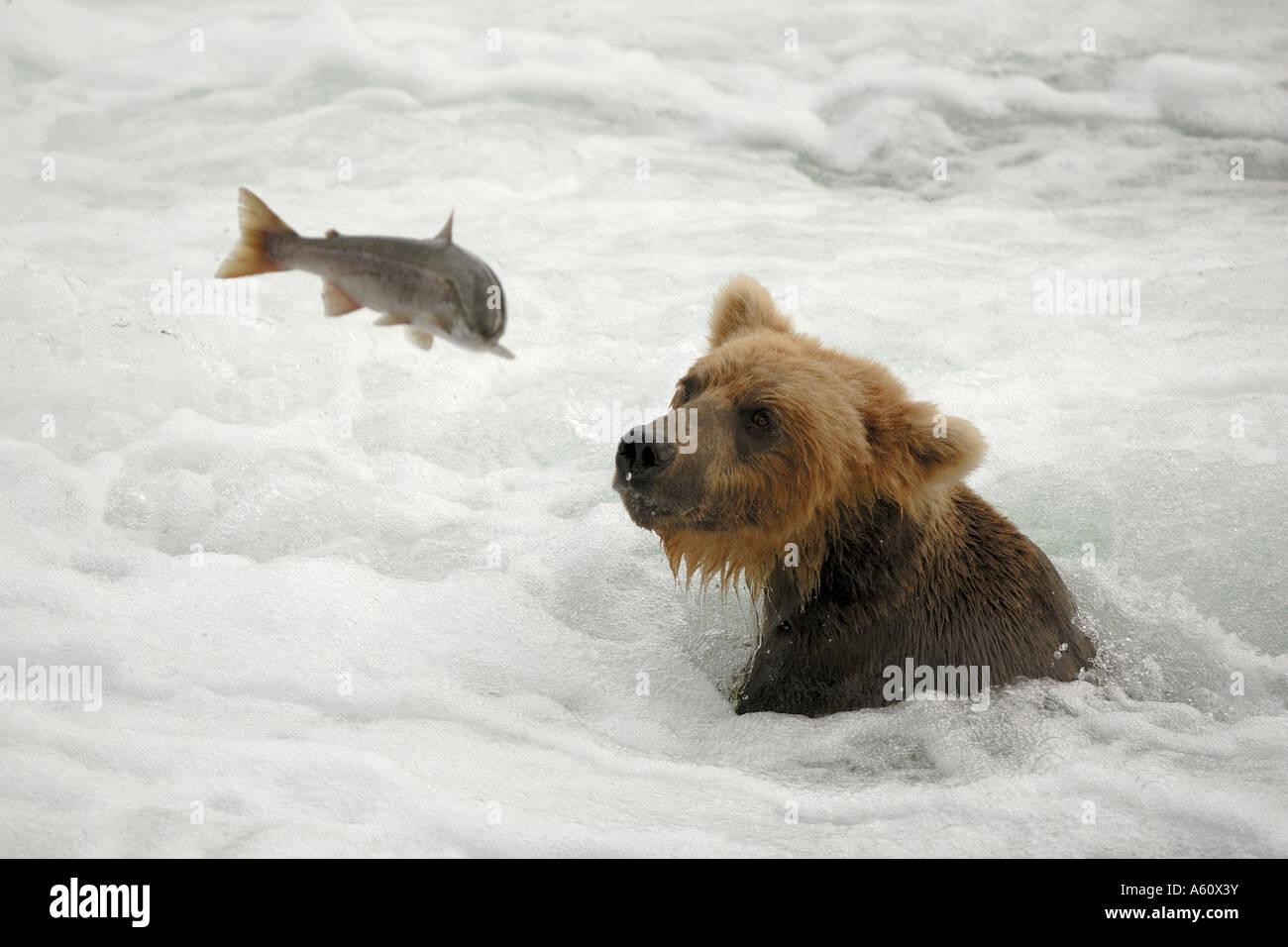 Brauner Bär, Grizzly Bär (Ursus Arctos Horribilis), Fang von Lachs in der Brooks River, USA, Alaska, Katmai Nationalpark Stockfoto