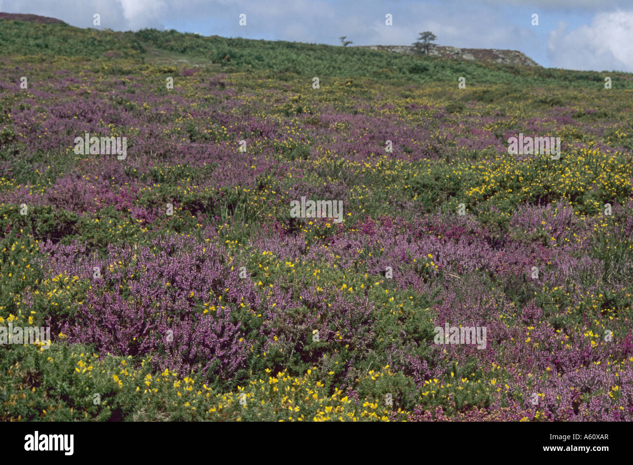 Heather, Ling (Calluna Vulgaris), blühende Heide Landschaft, United Kingdom, England, Devon, Dartmoor Nationalpark Stockfoto