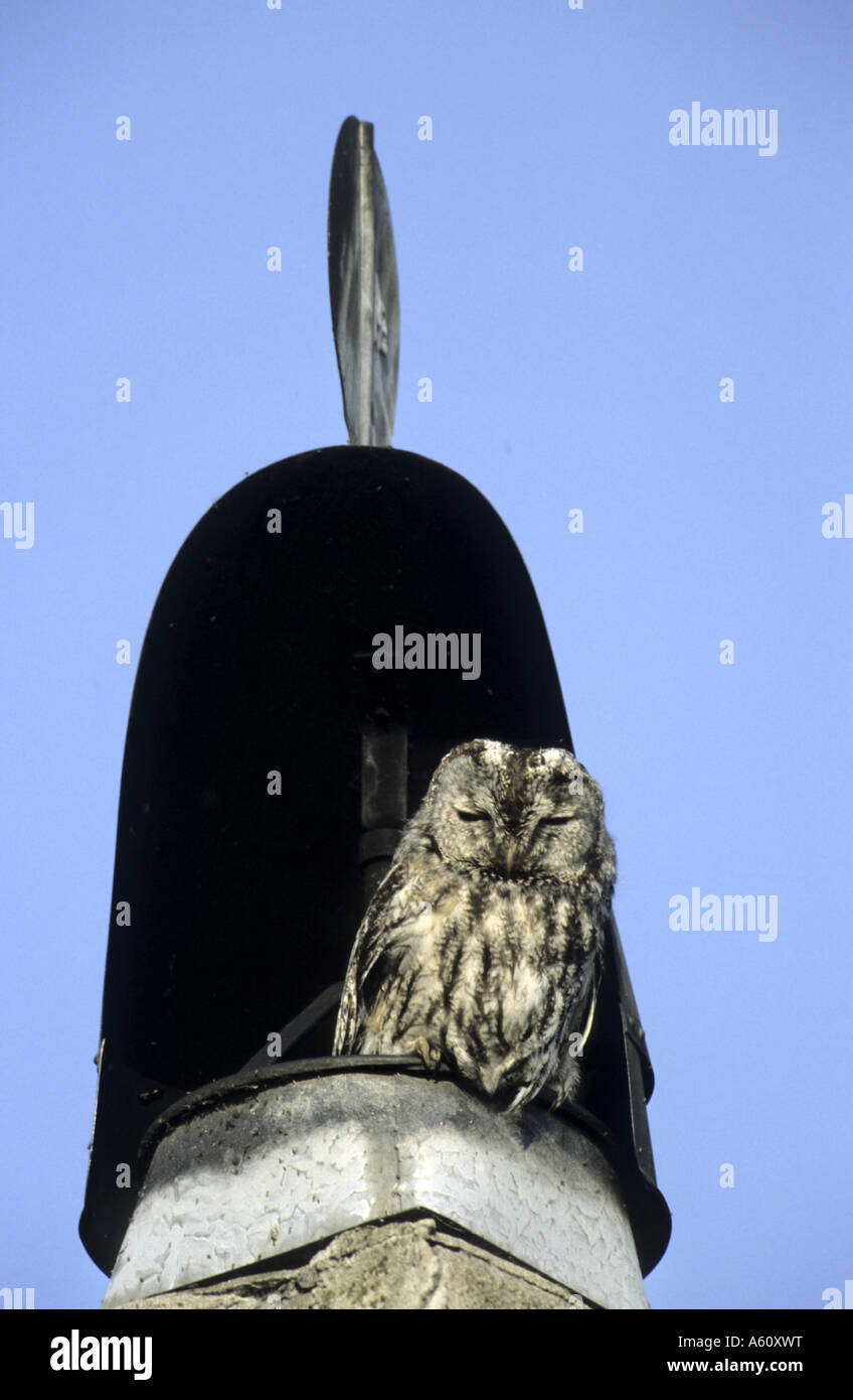 Eurasische Waldkauz (Strix Aluco), einzelne Tier auf einem Turm Stockfoto