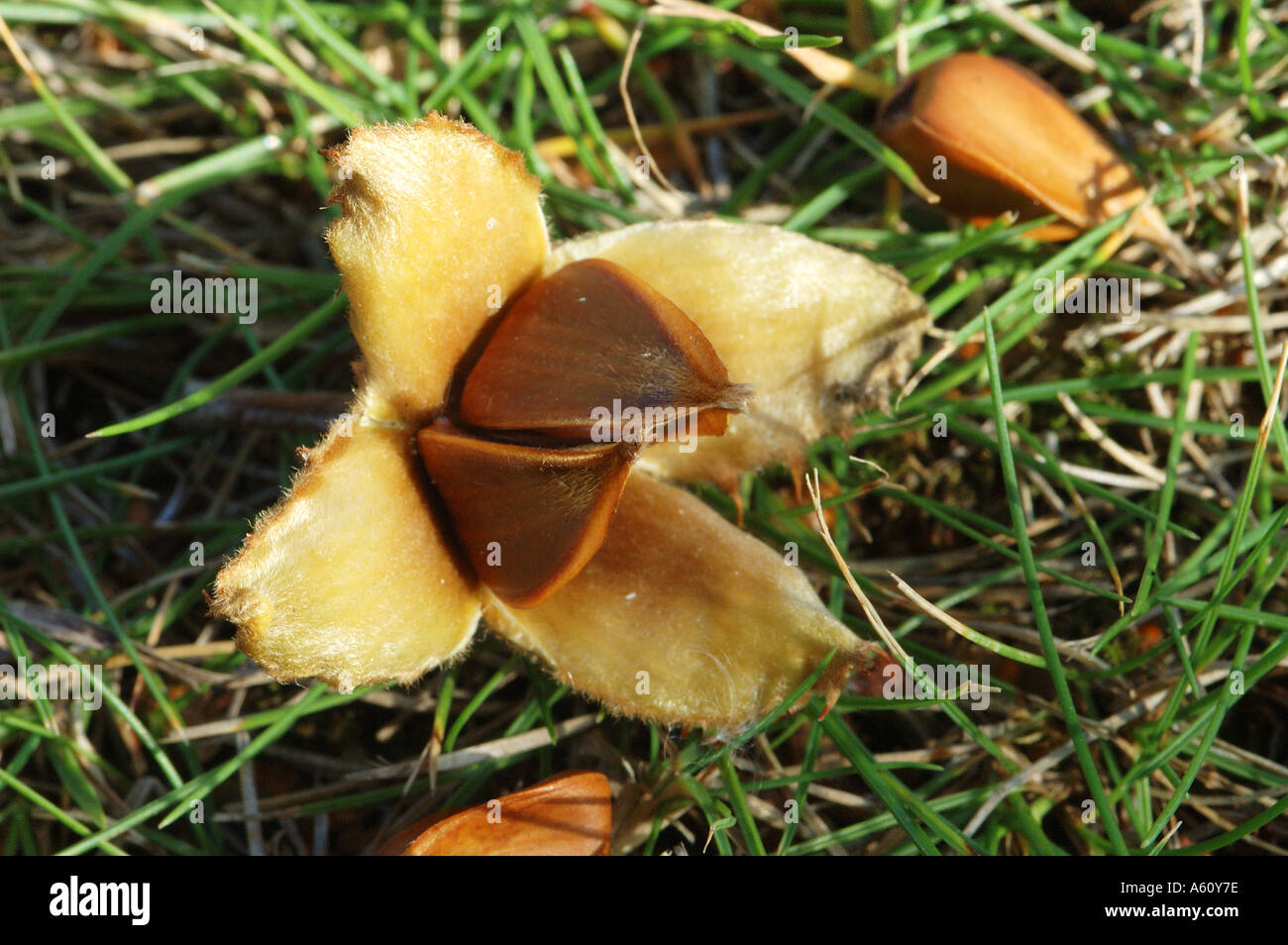 Buche-Masten auf Waldboden Stockfoto