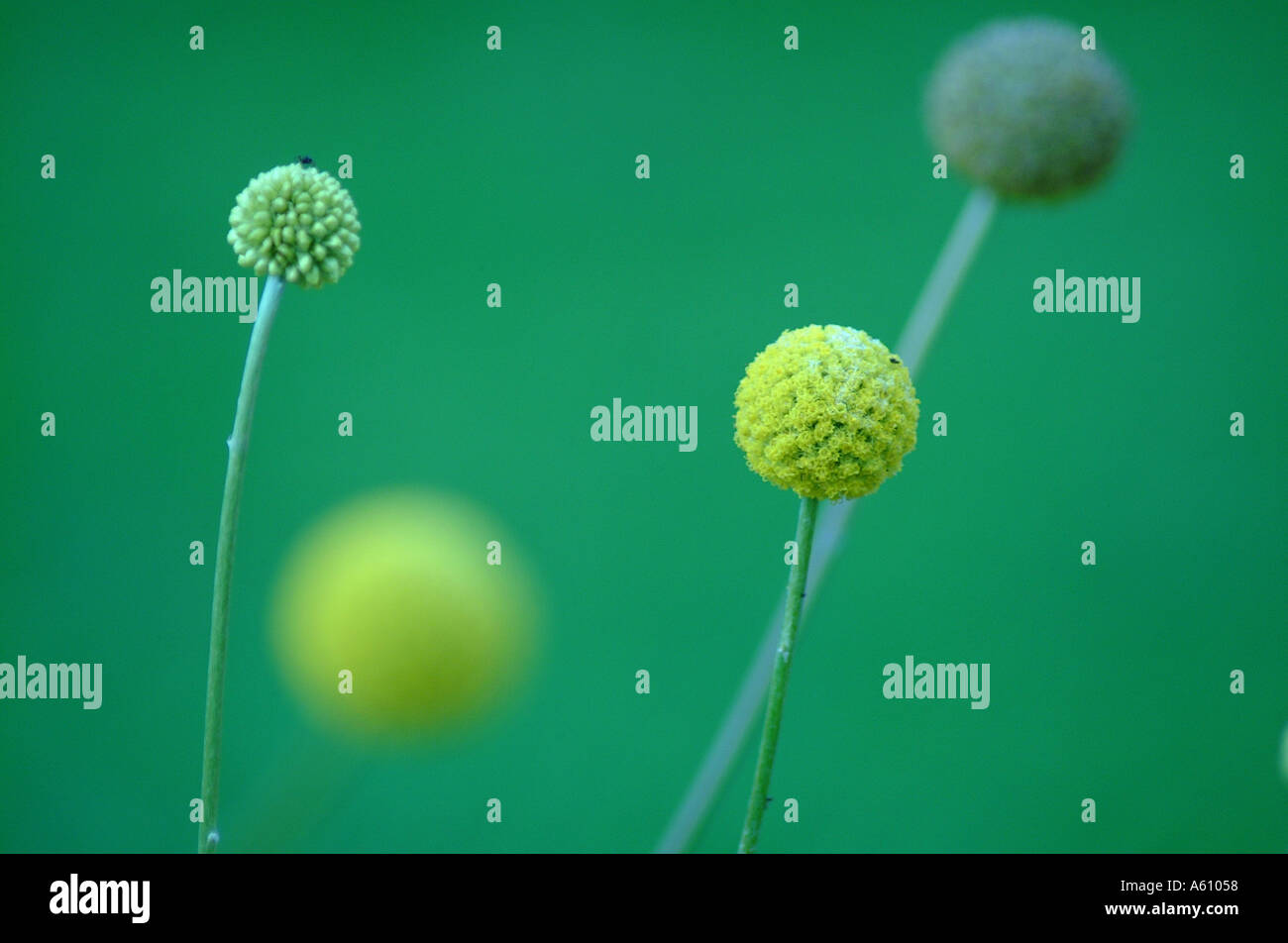 Gelbe und grüne Blumen Stockfoto