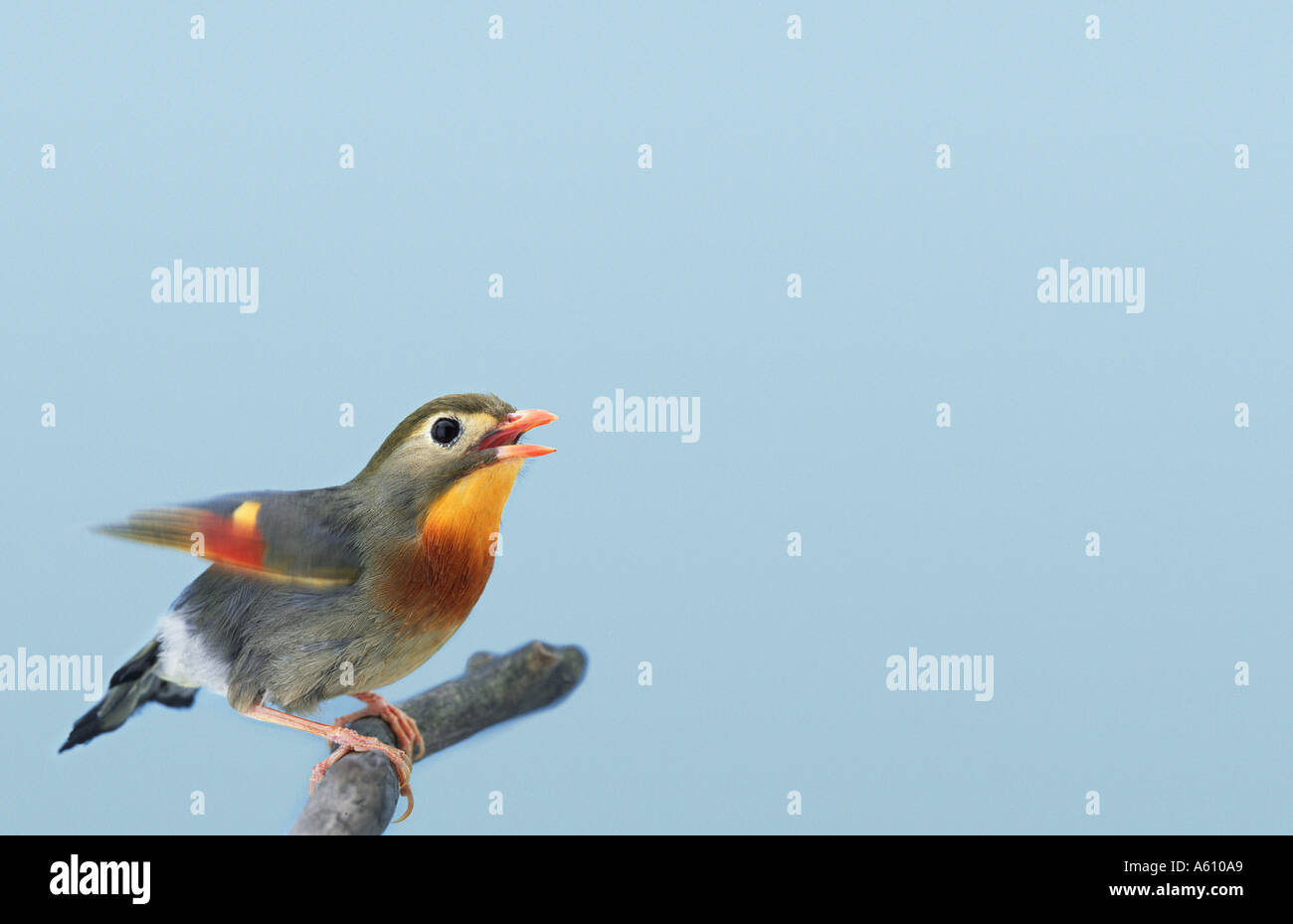 Klappern Pekin Nachtigall Stockfoto