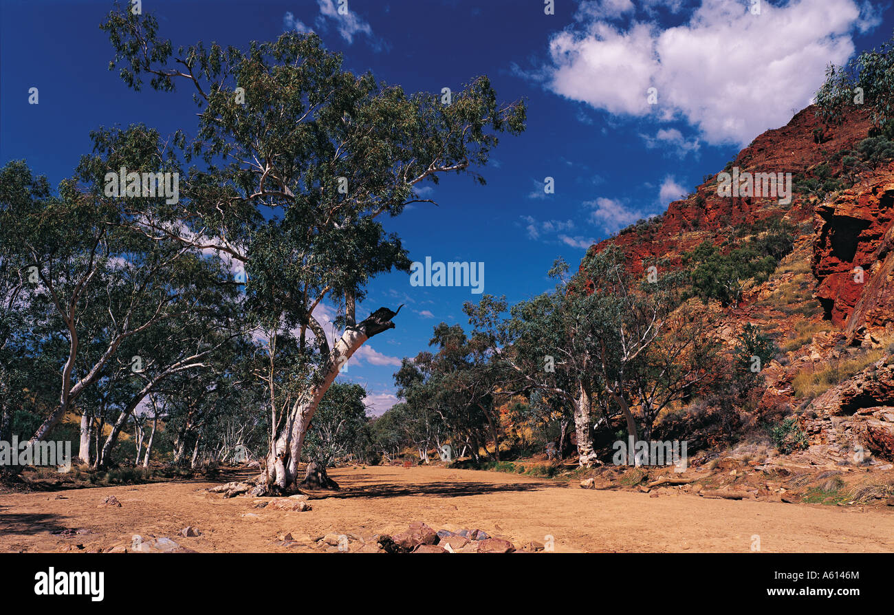 River Red Gum Bäumen auf dem sandigen Boden der Redbank Gorge in die West Macdonnell reicht Nationalpark Northern Territory Austra Stockfoto