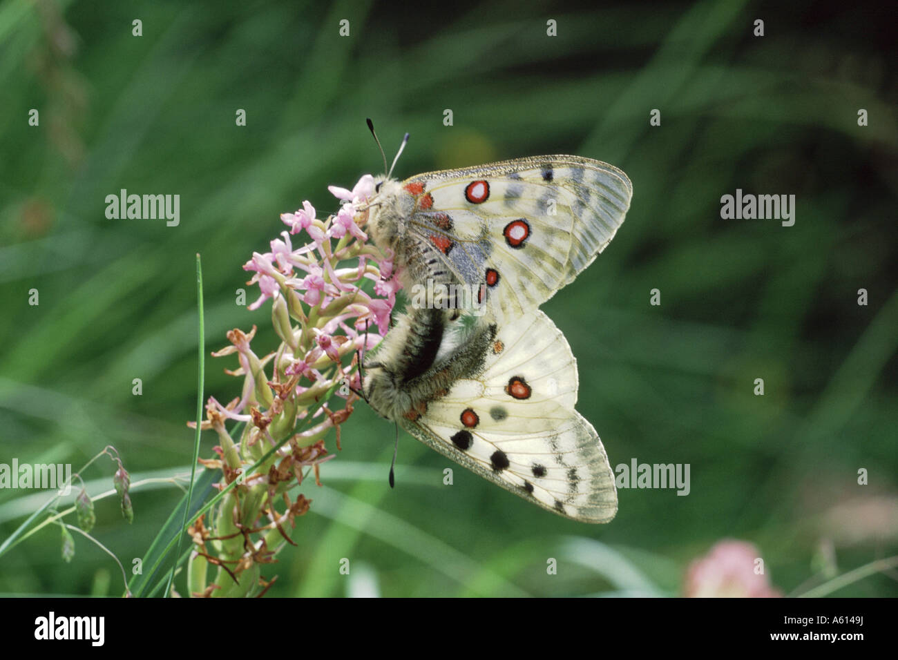 Apollo Schmetterlinge schon Apollo Paarung auf duftende Orchidee Gymnadenia Conopsea Ossoue Nalley Pyrenäen Frankreich Stockfoto