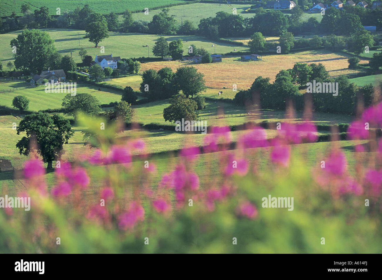 Wilde Blumen, Cam Long Down, Cotswolds, Gloucestershire, England, UK Stockfoto