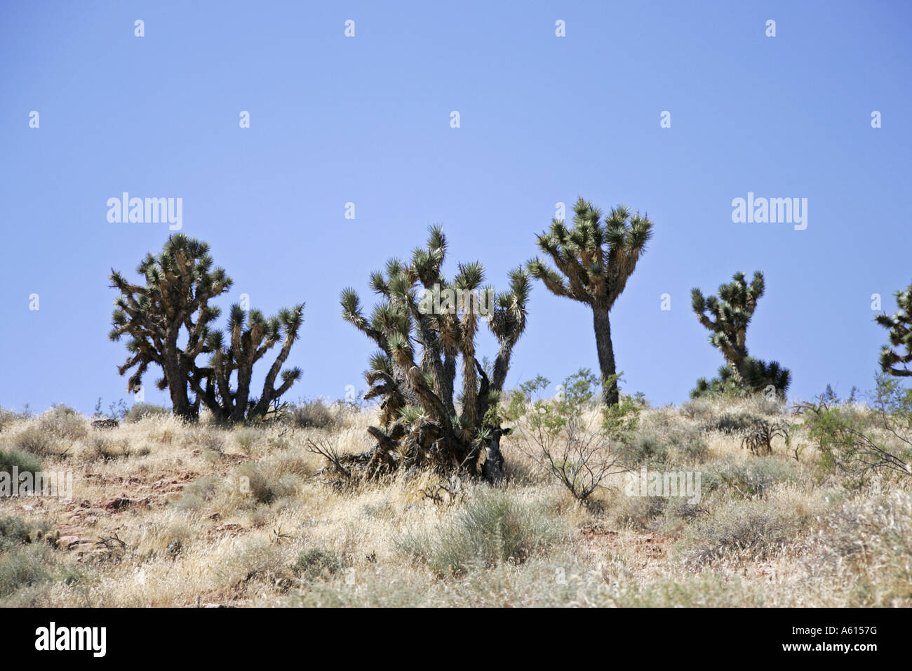 Joshua Bäume Yucca Brevifolia Utah USA Stockfoto