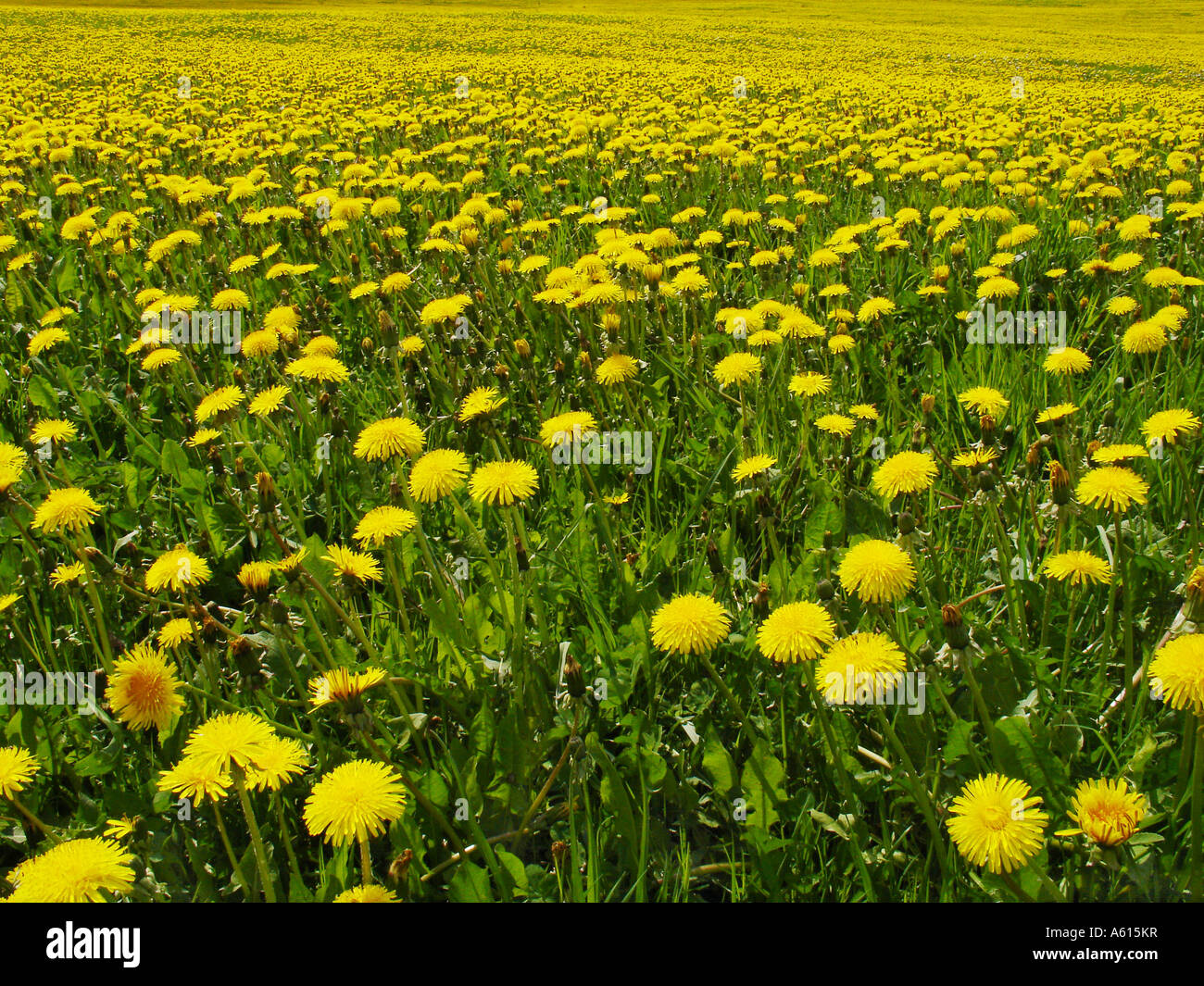 Löwenzahn, Taraxacum officinale Stockfoto