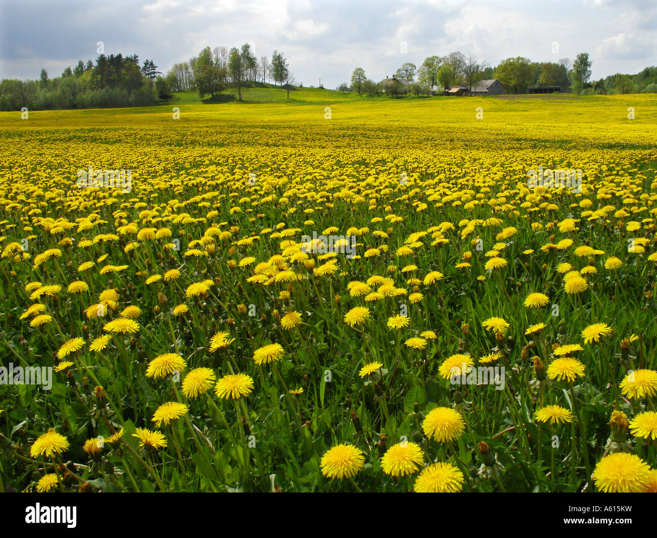 Löwenzahn, Taraxacum officinale Stockfoto