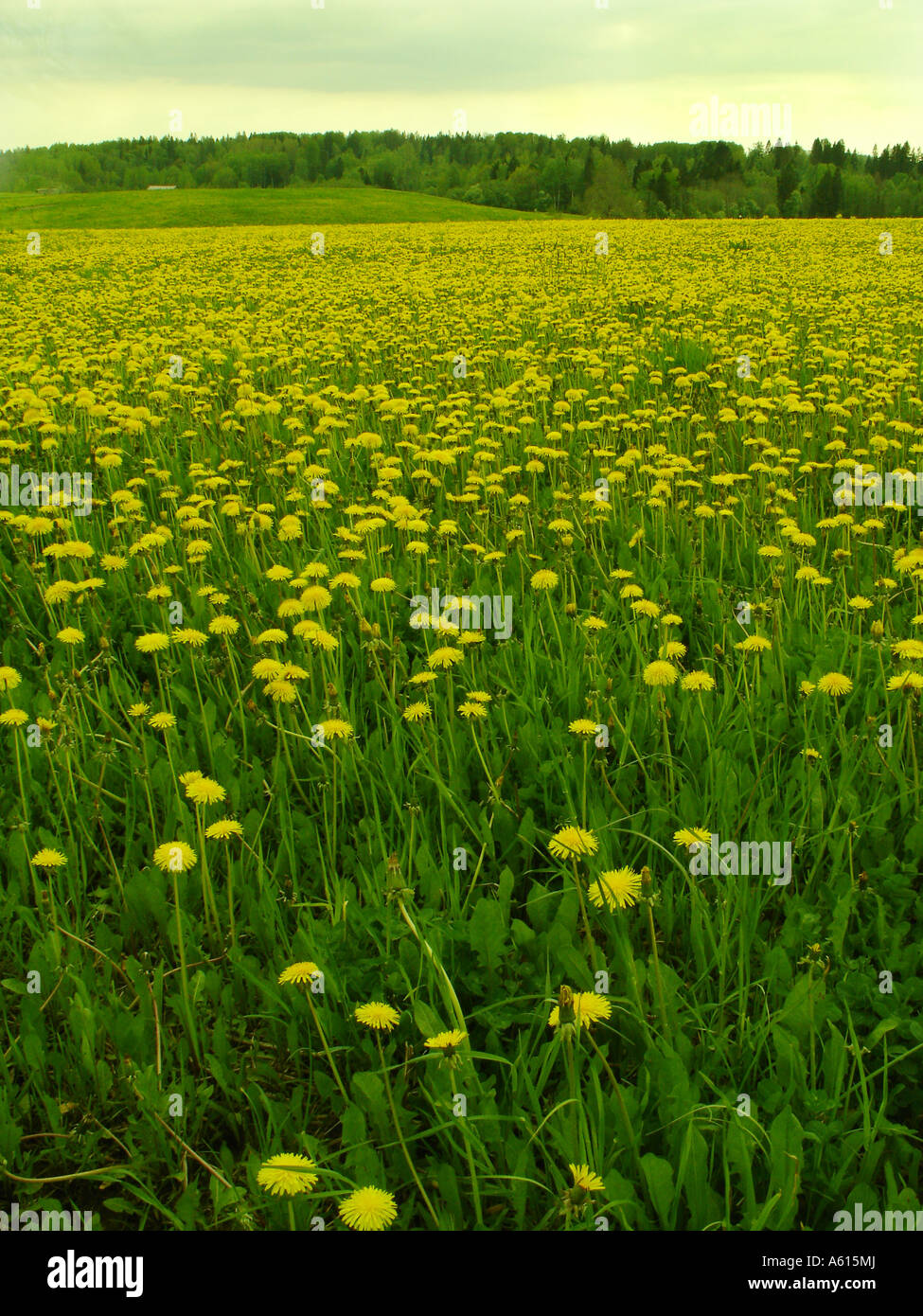 Löwenzahn, Taraxacum officinale Stockfoto