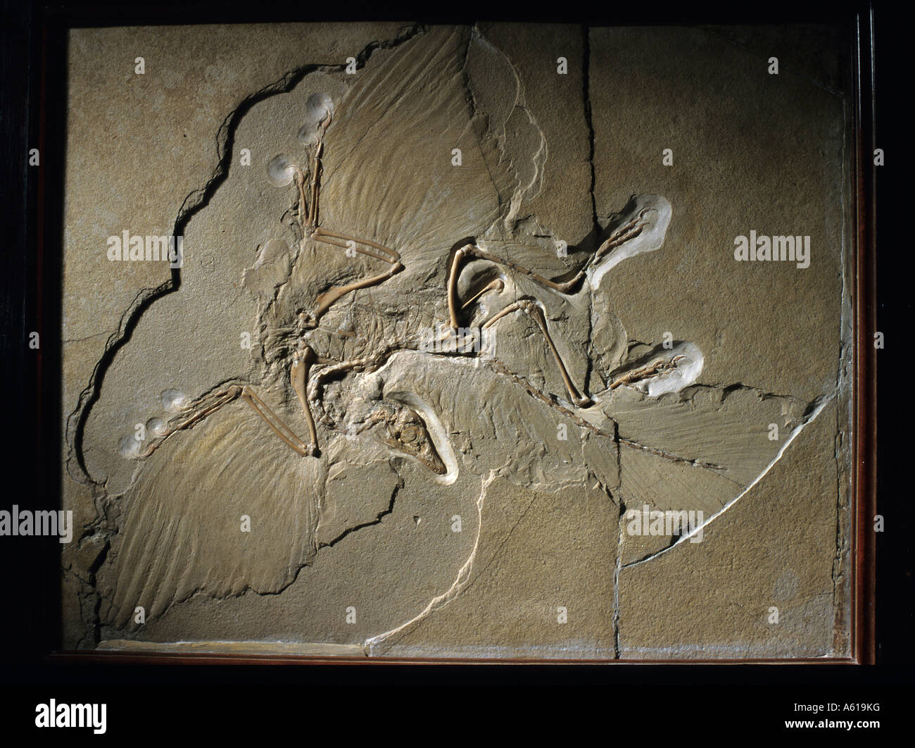 Probe des prähistorischen Vogels Archaeopteryx Lithographica, Museum of Natural History, Deutschland Stockfoto
