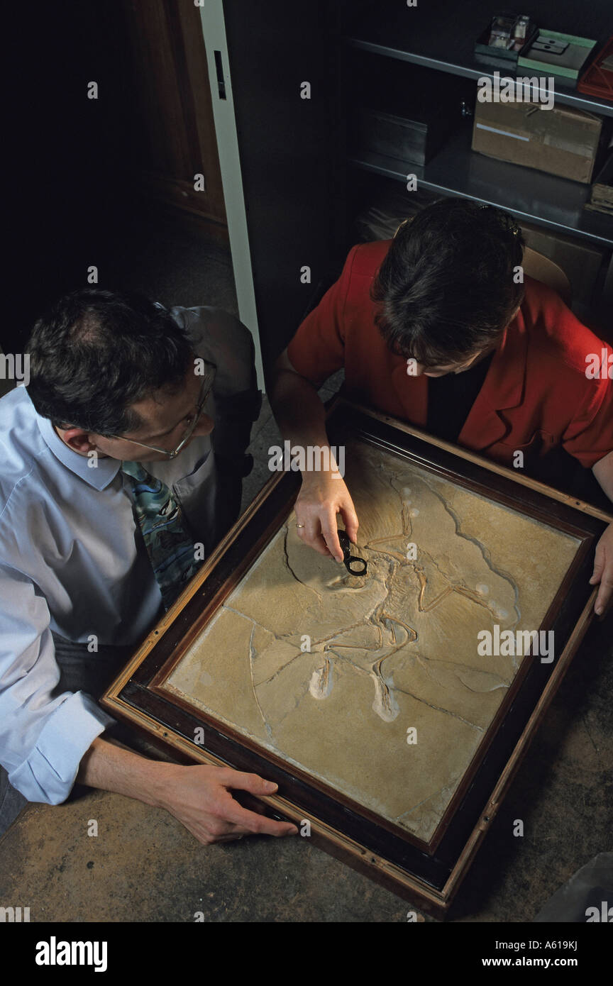 Wissenschaftler mit einer Probe von der prähistorischen Vogel Archaeopteryx Lithographica, Museum of Natural History, Deutschland Stockfoto