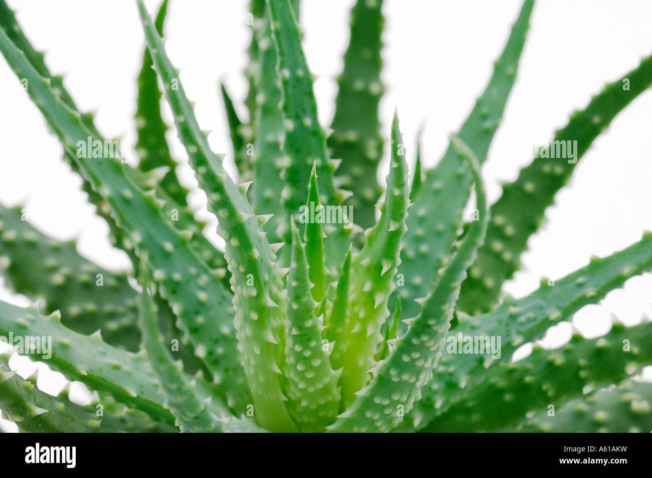 Aloe vera Stockfoto